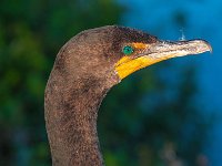 Everglades 沼泽地国家公园1