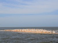 Everglades 沼泽地国家公园10