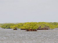 Everglades 沼泽地国家公园11