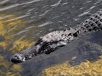 Everglades 沼泽地国家公园13