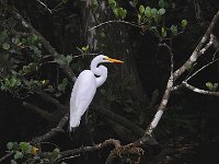 Everglades 沼泽地国家公园14