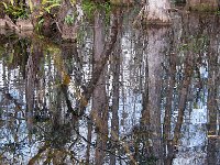 Everglades 沼泽地国家公园16