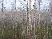 Everglades 沼泽地国家公园17