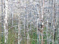 Everglades 沼泽地国家公园18