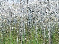Everglades 沼泽地国家公园19