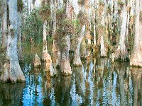 Everglades 沼泽地国家公园20