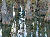 Everglades 沼泽地国家公园21
