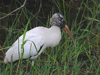 Everglades 沼泽地国家公园26