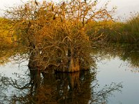 Everglades 沼泽地国家公园27