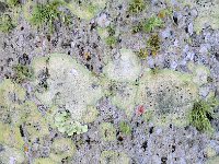 Everglades 沼泽地国家公园29