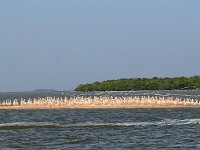 Everglades 沼泽地国家公园3