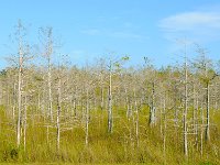 Everglades 沼泽地国家公园30