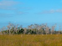 Everglades 沼泽地国家公园31