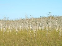 Everglades 沼泽地国家公园32