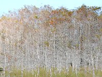 Everglades 沼泽地国家公园33