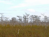 Everglades 沼泽地国家公园34
