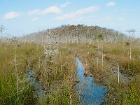 Everglades 沼泽地国家公园35