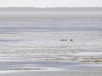 Everglades 沼泽地国家公园36