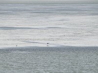 Everglades 沼泽地国家公园37