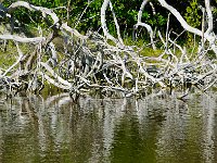 Everglades 沼泽地国家公园39