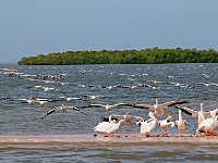 Everglades 沼泽地国家公园4