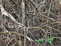 Everglades 沼泽地国家公园40