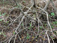 Everglades 沼泽地国家公园41