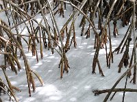 Everglades 沼泽地国家公园42