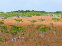 Everglades 沼泽地国家公园43