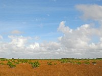Everglades 沼泽地国家公园44