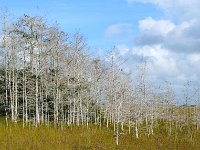 Everglades 沼泽地国家公园45
