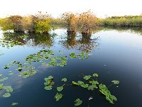Everglades 沼泽地国家公园48