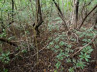 Everglades 沼泽地国家公园54