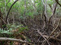 Everglades 沼泽地国家公园55