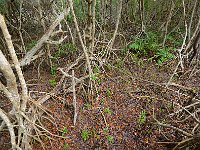 Everglades 沼泽地国家公园56