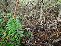 Everglades 沼泽地国家公园57