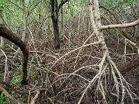 Everglades 沼泽地国家公园58