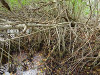 Everglades 沼泽地国家公园59