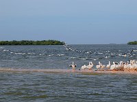 Everglades 沼泽地国家公园6