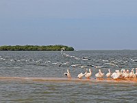 Everglades 沼泽地国家公园7