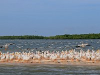 Everglades 沼泽地国家公园8