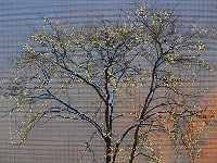 Chicago芝加哥30