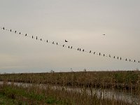 DSC 5861's
