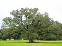 Oak Alley Plantation