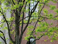 Harvard 哈佛大学10