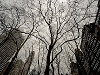 New York 纽约市37