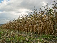 DSC 2612Ss